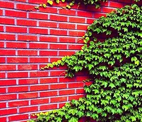 Best Climbing Vine For Pergola (2026)