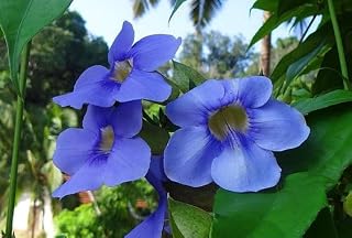 Best Pergola Vines (2026)